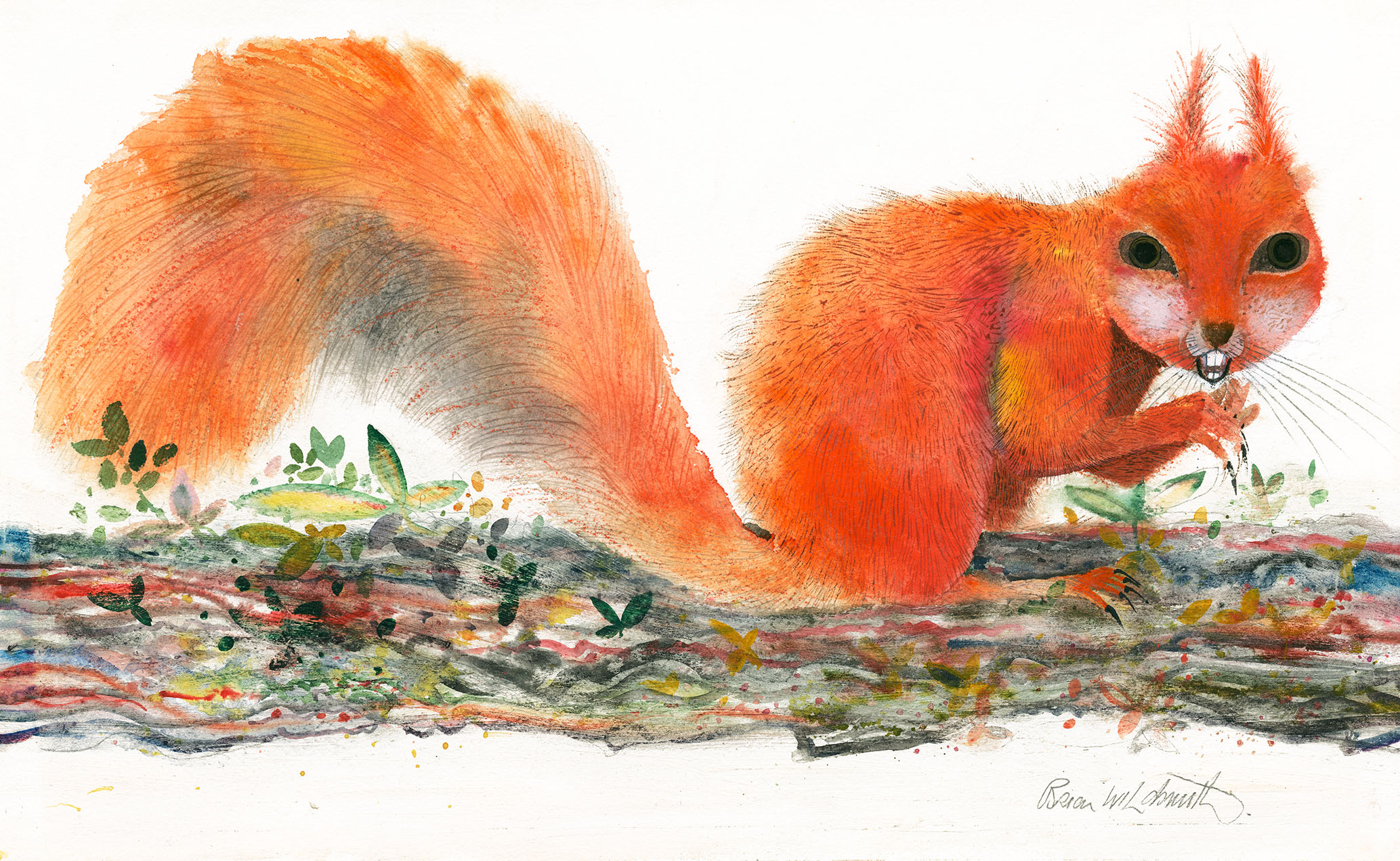 布莱恩•瓦尔德史密斯（Brian Wildsmith，英国）摘自《松鼠的故事（Squirrels）》（骆驼出版）1974年