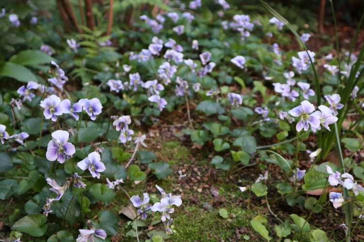 ちひろの庭にスミレが咲きました - いわさきちひろ記念事業団 公式サイト