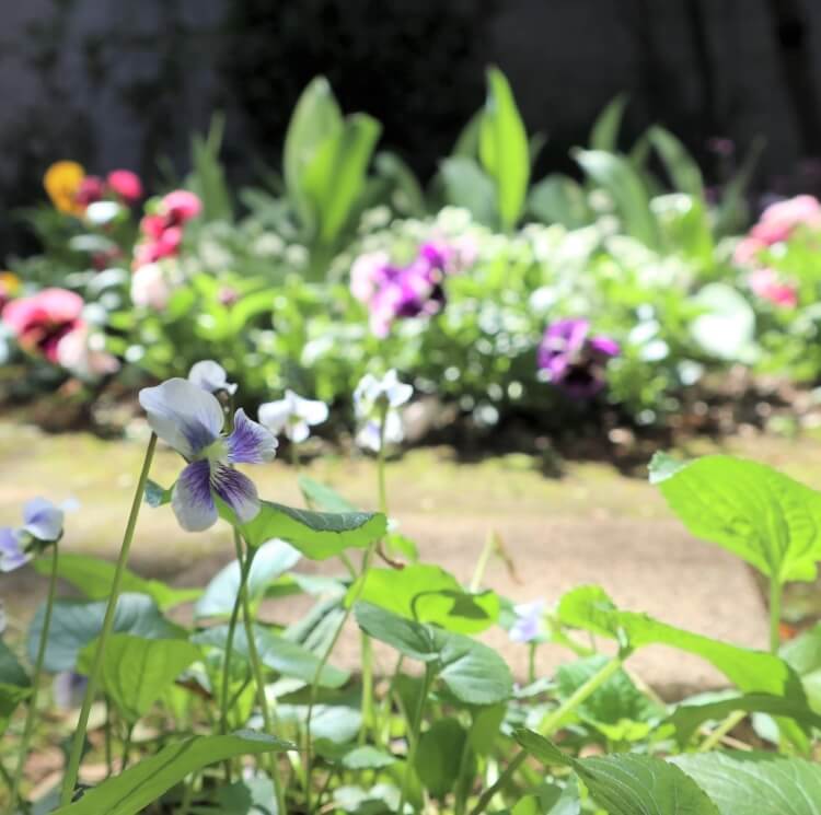 ちひろの庭にスミレが咲きました - いわさきちひろ記念事業団 公式サイト