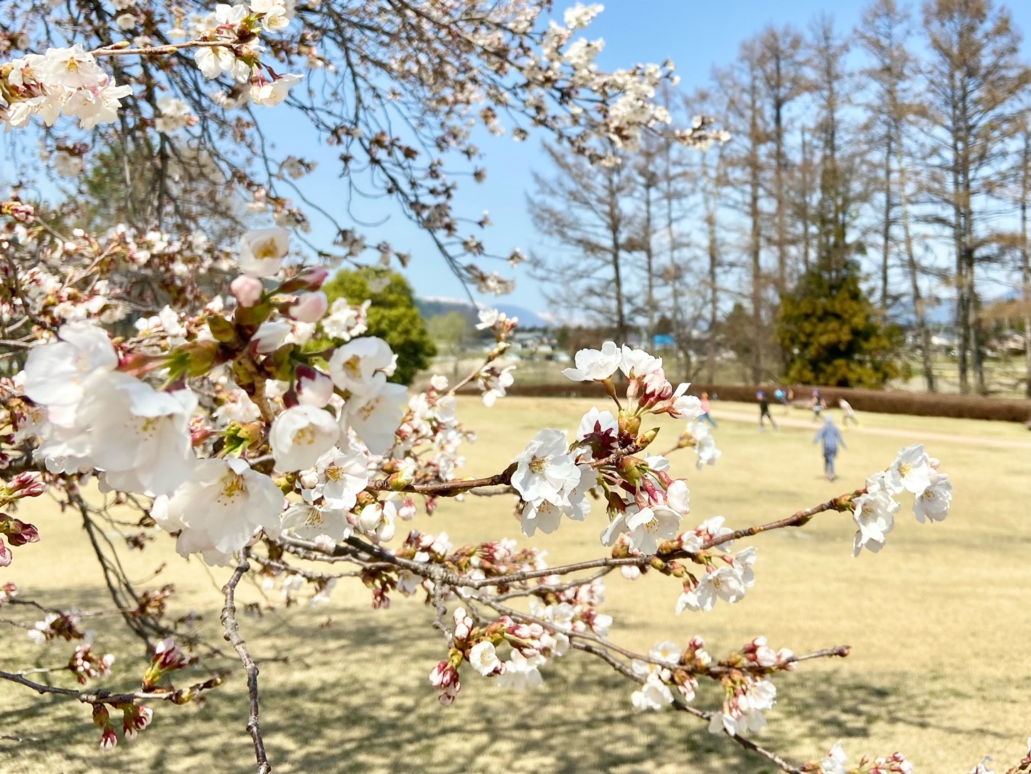 安曇野ちひろ公園の桜が見頃を迎えています ｜世界初の絵本美術館
