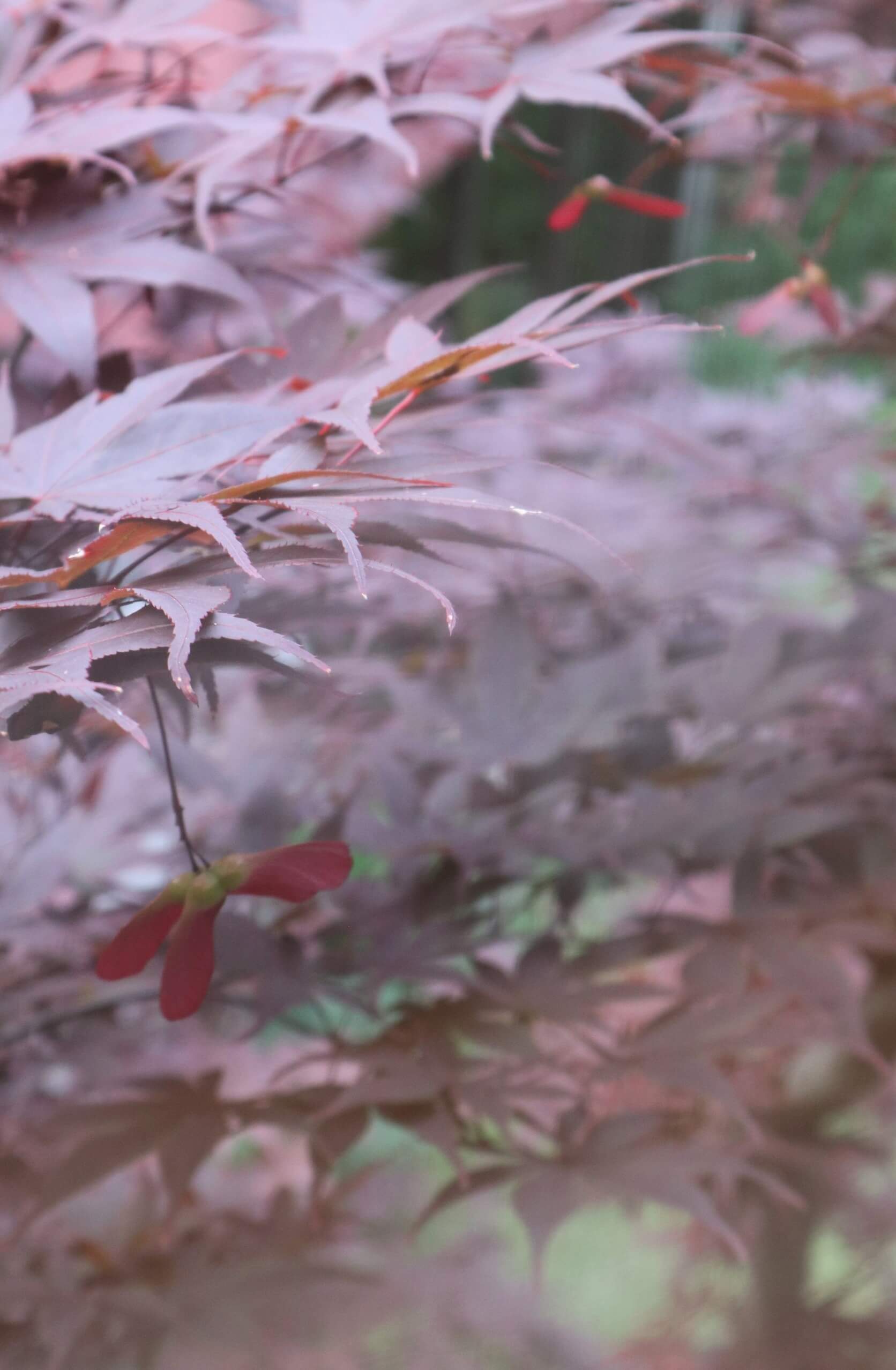 ノムラモミジ 初夏の庭で - いわさきちひろ記念事業団 公式サイト