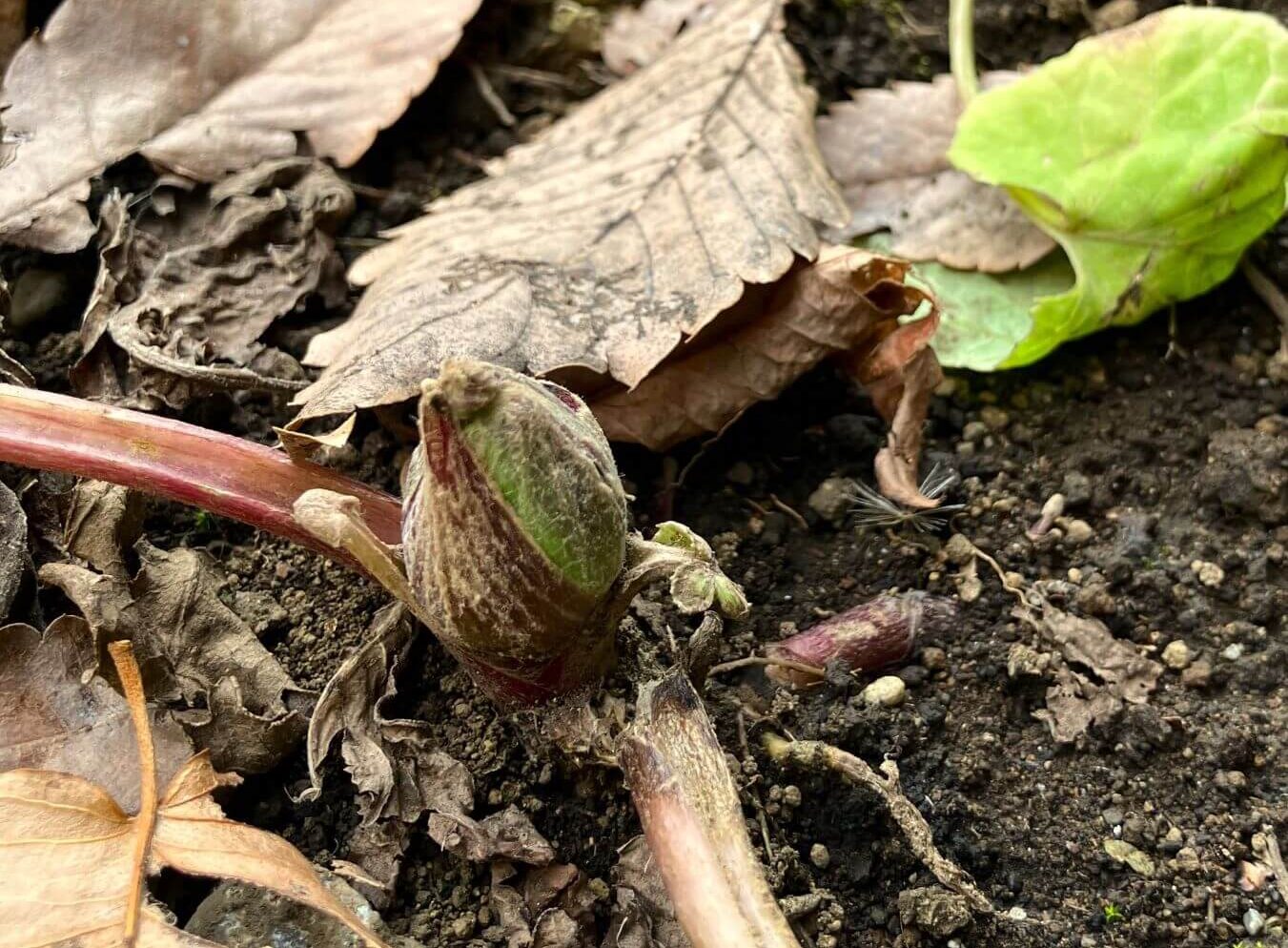 ふきのあかちゃん