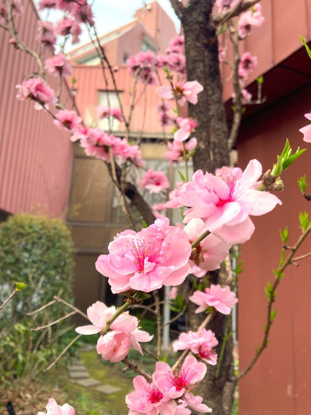 花桃が満開です - いわさきちひろ記念事業団 公式サイト