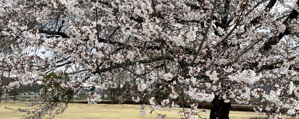 安曇野ちひろ公園桜