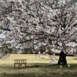 安曇野ちひろ公園桜