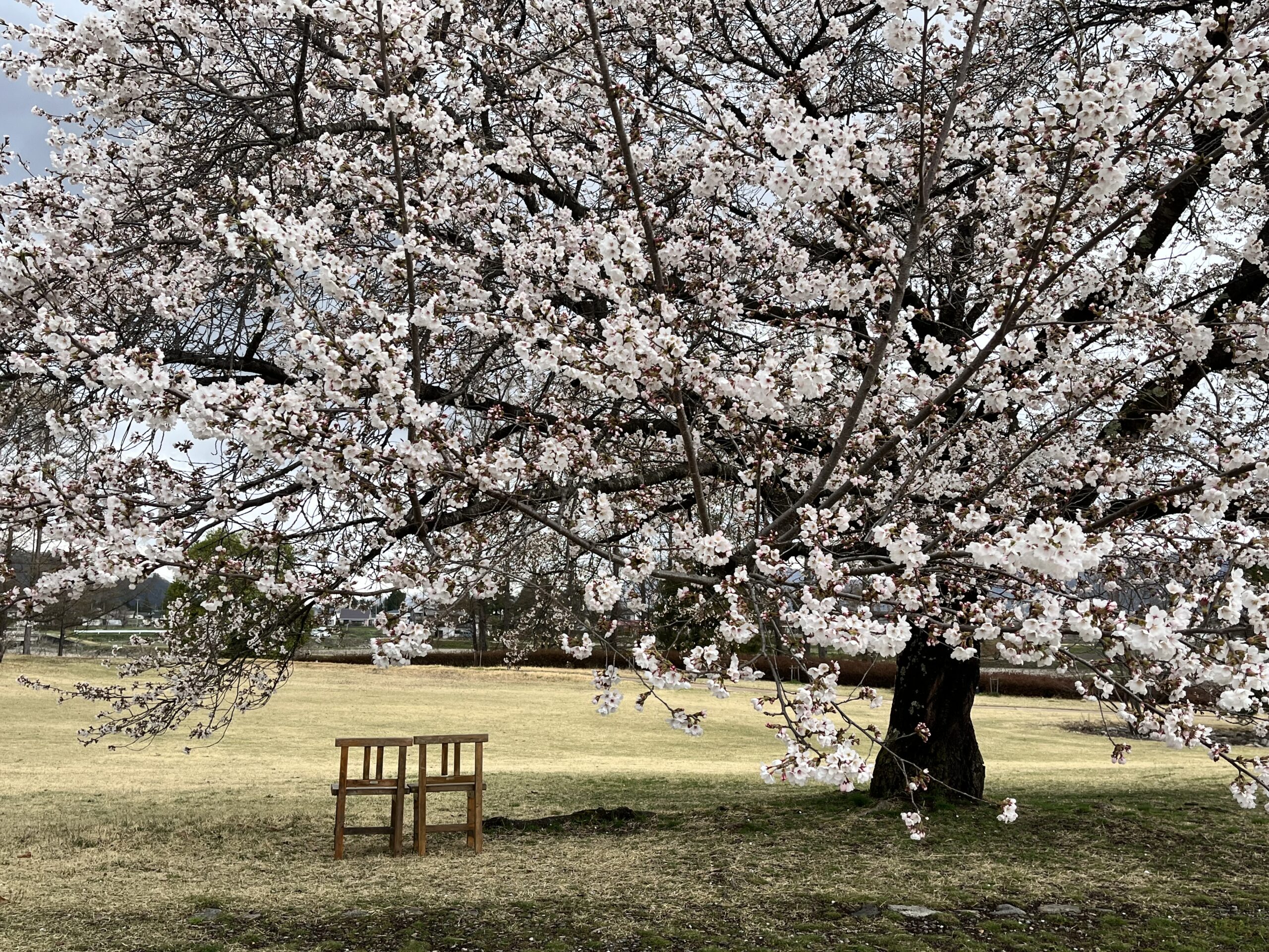 安曇野ちひろ公園の桜 ｜世界初の絵本美術館｜安曇野ちひろ美術館
