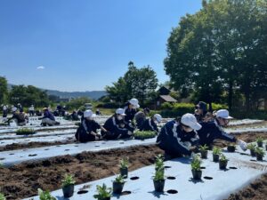 松川中学校の1年生とボランティアのみなさんによる定植作業の様子