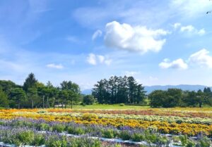 安曇野ちひろ公園の大花壇
