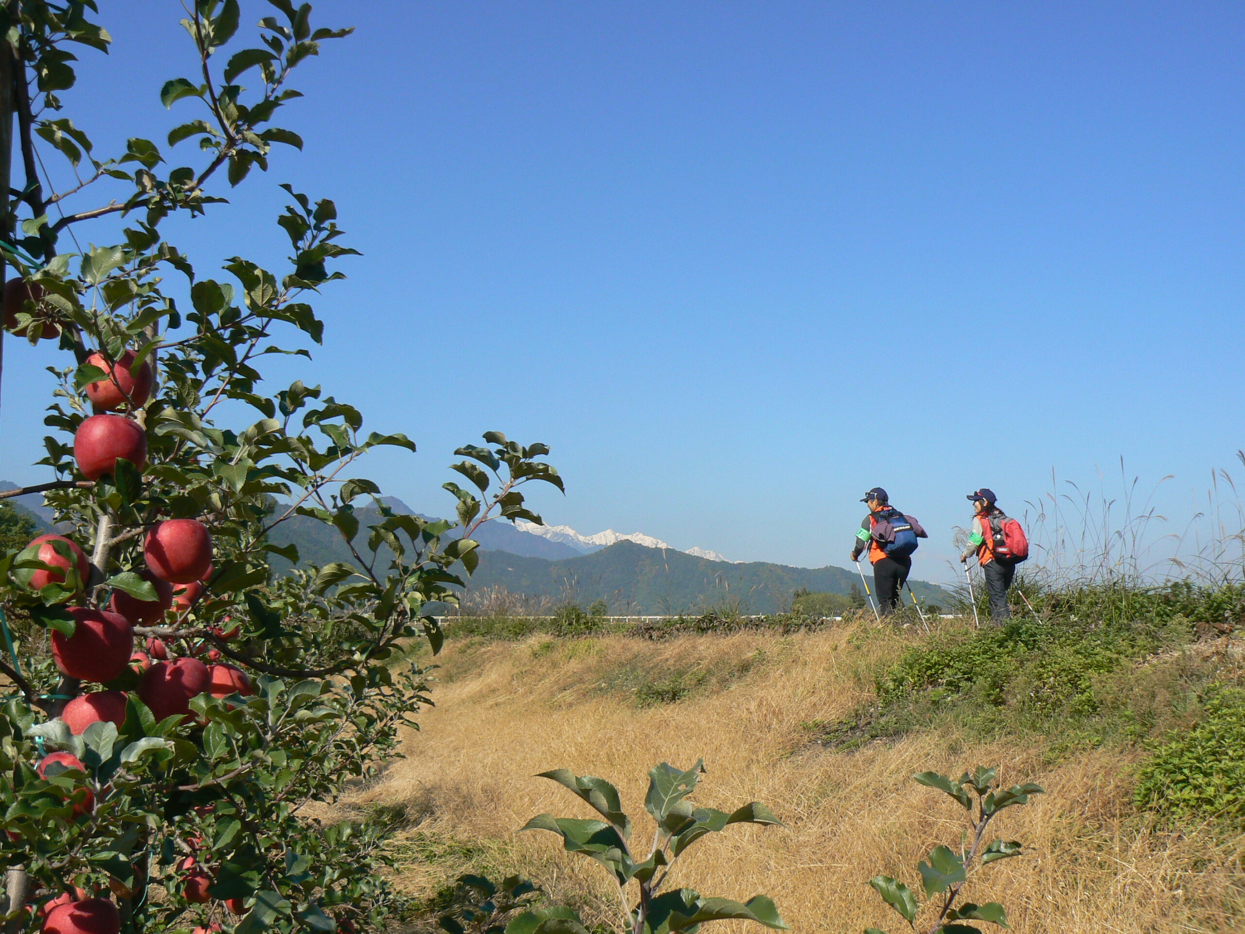 ウォーキングする人とりんごの木