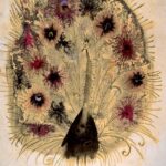 ユゼフ・ヴィルコン『あるクジャクの冒険』より　1963年,1960年