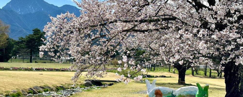 4月11日撮影。現在、桜は散っています。