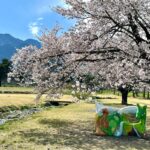 4月11日撮影。現在、桜は散っています。