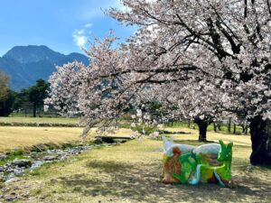4月11日撮影。現在、桜は散っています。