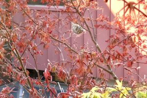 ちひろ美術館・東京、中庭のもみじの枝につくられた鳥の巣。