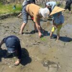 田植え中のようす。 はだしで田んぼに入り、苗を一本ずつ手植えしている。