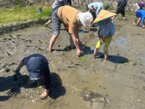 田植え中のようす。
はだしで田んぼに入り、苗を一本ずつ手植えしている。